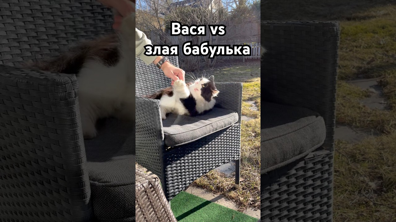 Вася и котоненавистница  #котваська #котизволгограда #финляндия #котики #вантаа #видосыоткота #cat