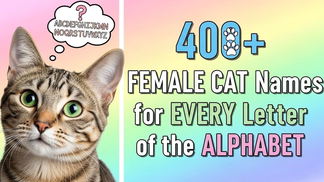 400+ женских имён кошек на КАЖДУЮ букву алфавита | Уникальные имена для кошек-девочек 😺✨