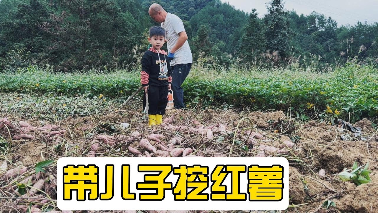 又到一年挖红薯的季节了，看着田里的红薯感到既开心又发愁，好在今年收成不错
