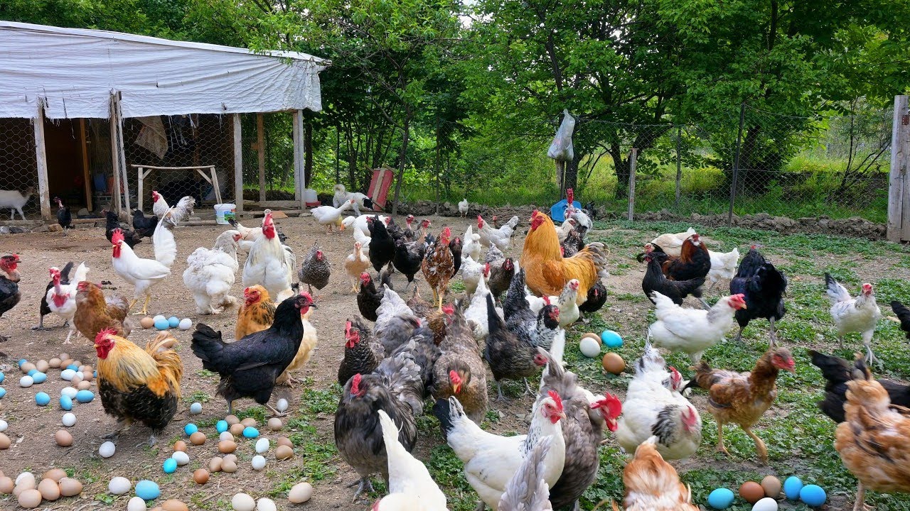 Raising Chickens for Eggs - Low-cost poultry farming, green farming, healthy environment and organic