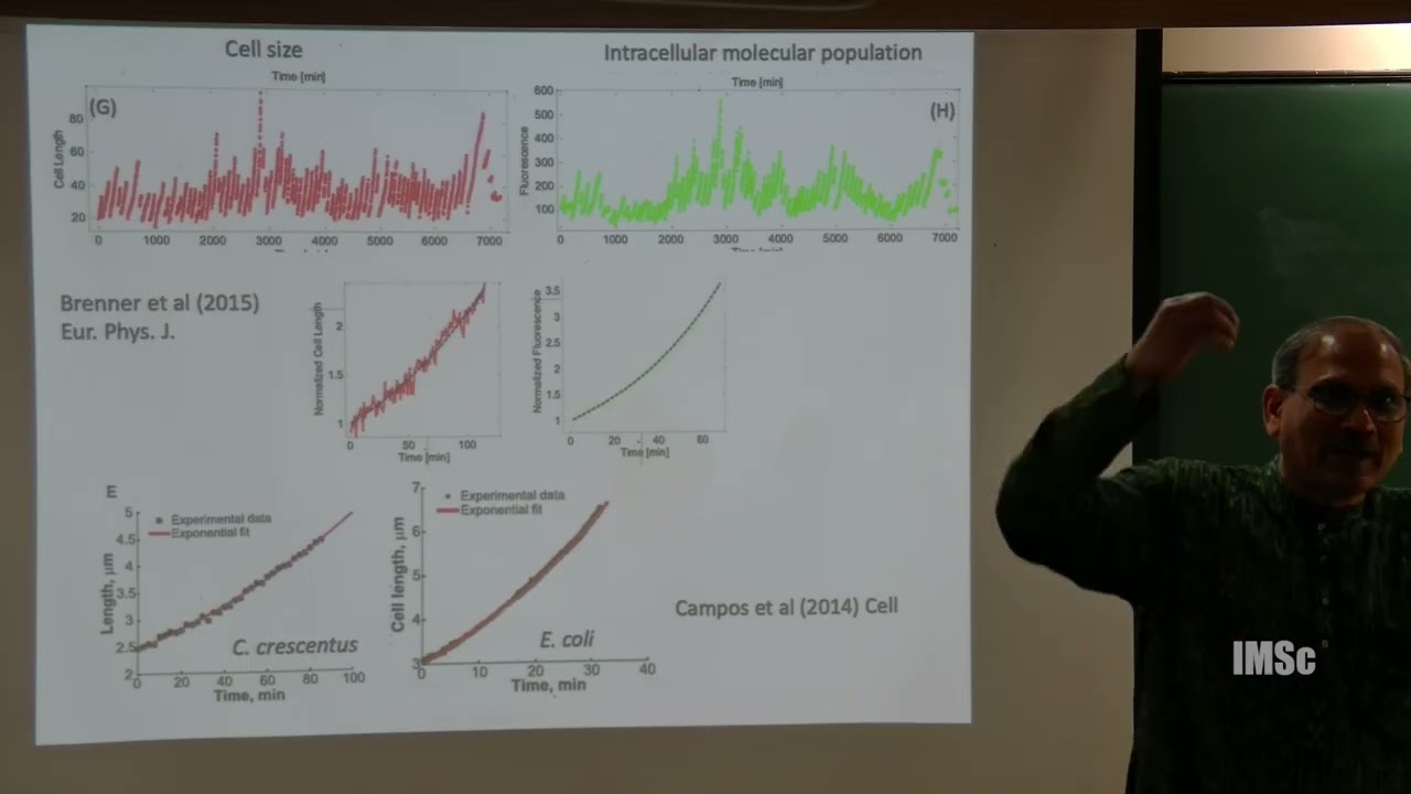 Bacterial growth division dynamics Empirical patterns and mathematical models II