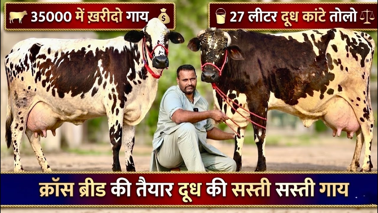 आज 35000 में मिलेगी गाय👌27 लीटर दूध कांटे तोल कर ख़रीदो गाय👍Cross Breed Cows For Sale At Low Price