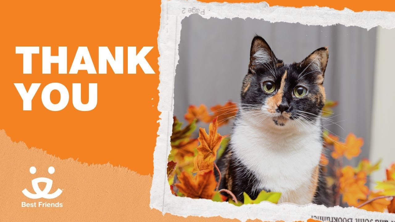 Giving thanks to you 🧡🍁