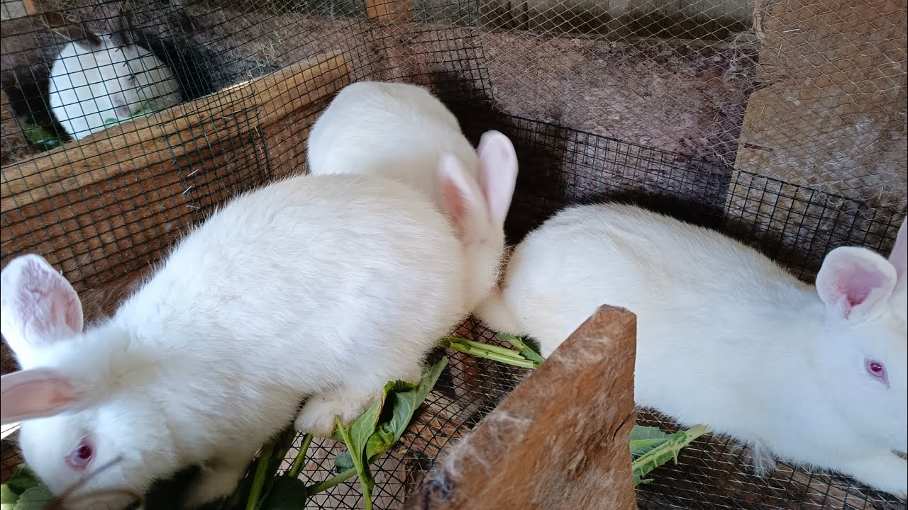 Кролики на продажу от 50 до 100 тысяч угандийских песо #ryekofarm