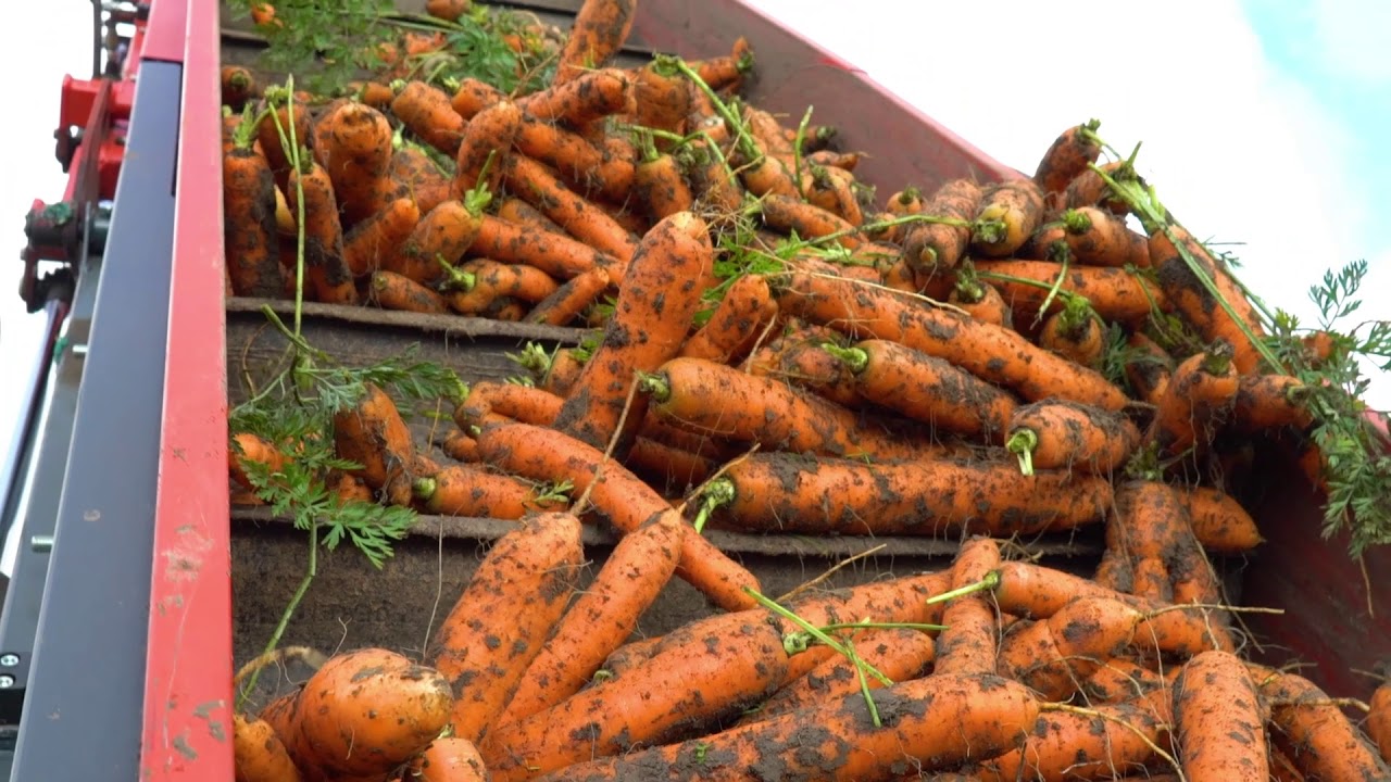 Moc Polskich Warzyw – MARCHEW