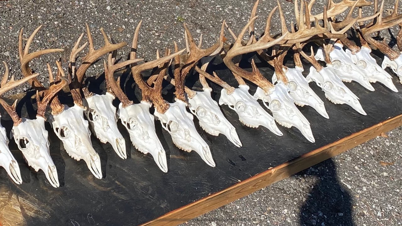 How to: European Mount bleaching perfectly white every time!