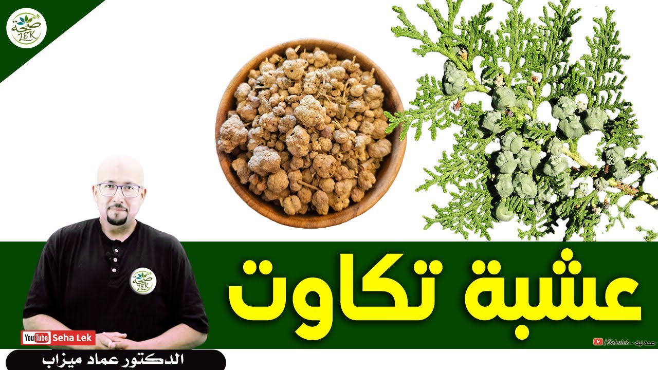عشبة تكاوت : الفوائد والاضرار / د. عماد ميزاب Docteur imad mizab
