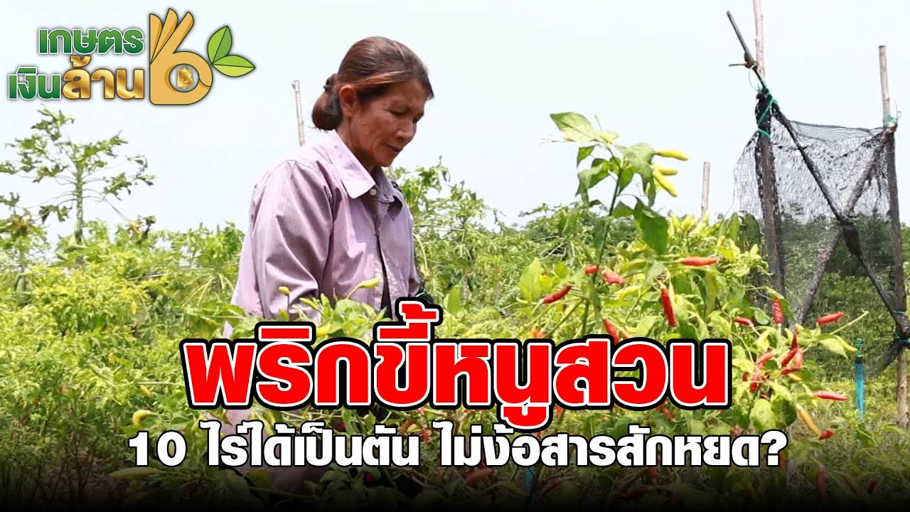 วิธีปลูกพริกขี้หนูสวน ให้แตกพุ่มสวย ดกท่วมต้น | เกษตรเงินล้าน