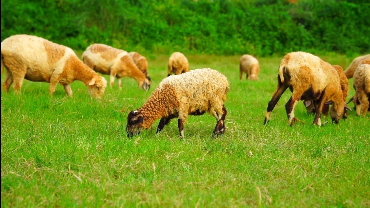 Sony ZV-E10 II Cinematic Video | Sigma 56mm 1.4 | Video Test | Sample Footage | 4K