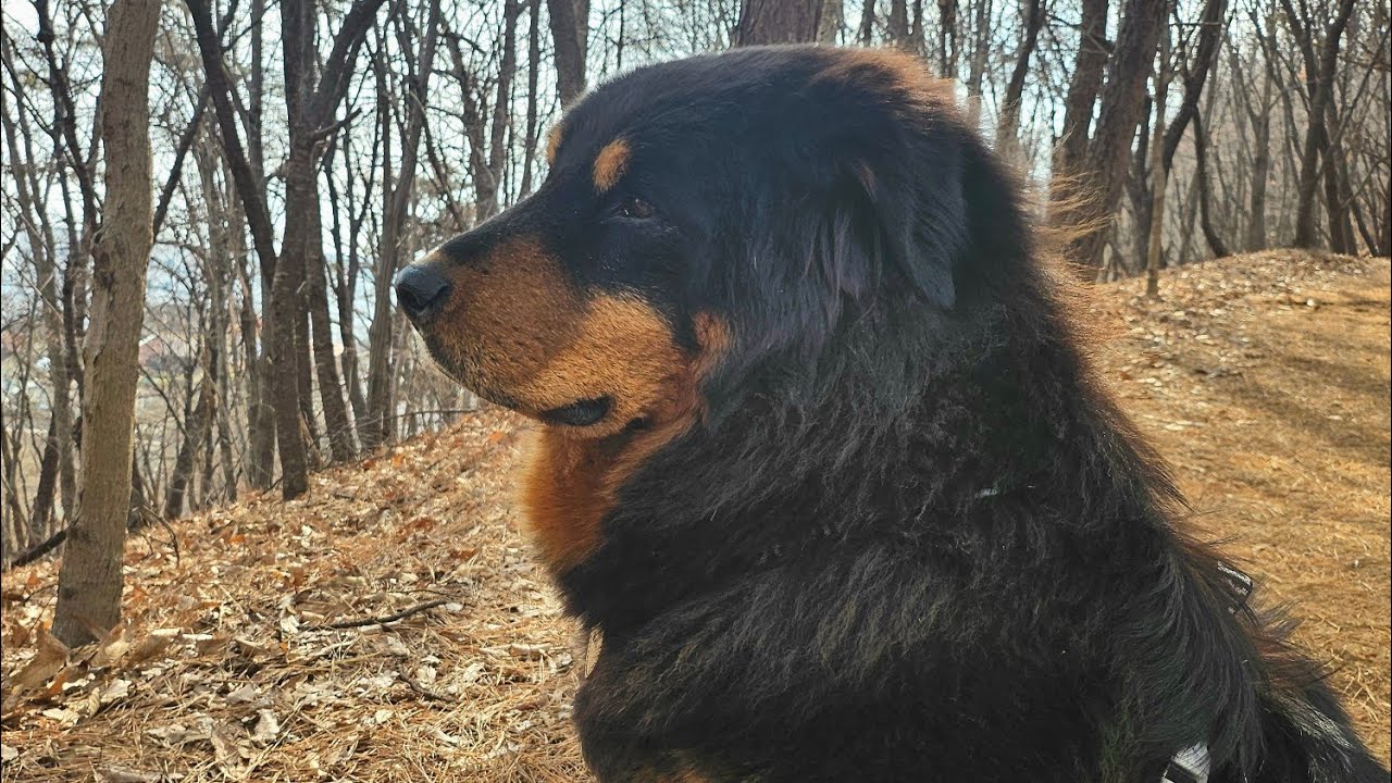 오랜만에 올리는 긴~~~ 산책 영상 #반려견 #강아지 #대형견 #몽골견 #산책