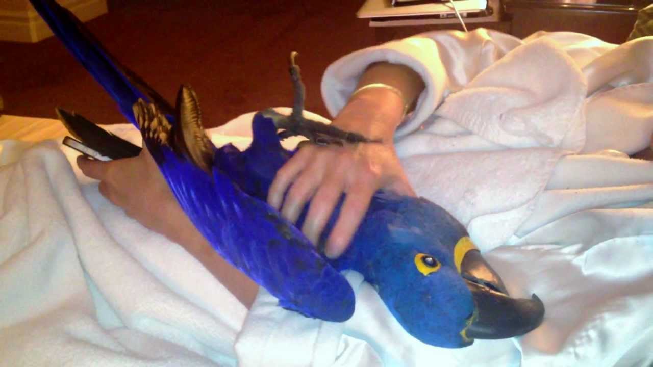 Hyacinth Macaw bird plays like a Puppy