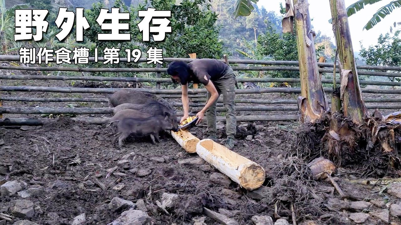 野外生存，将剩下的菜籽种在屋顶上，并为野猪打造吃饭的食槽 #野外生存 #屋顶种菜 #菜籽 #野猪 #食槽