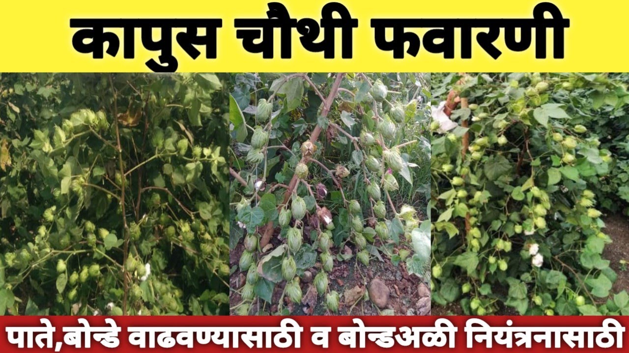 कापूस चौथी फवारणी-पाते बोन्डे वाढवण्यासाठी व बोन्डअळी नियंत्रणासाठी kapus favarni उत्पादन वाढीसाठी