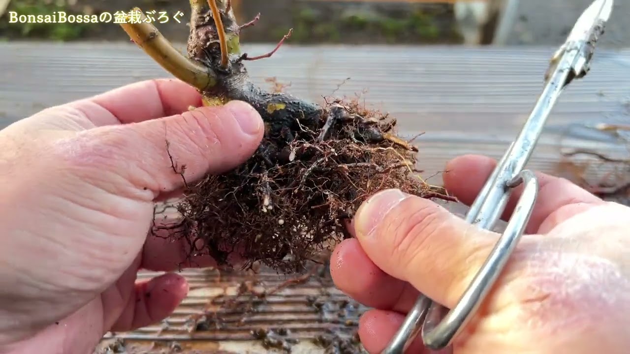これが量産できたら生産者になれるかもしれない #盆栽 #bonsai