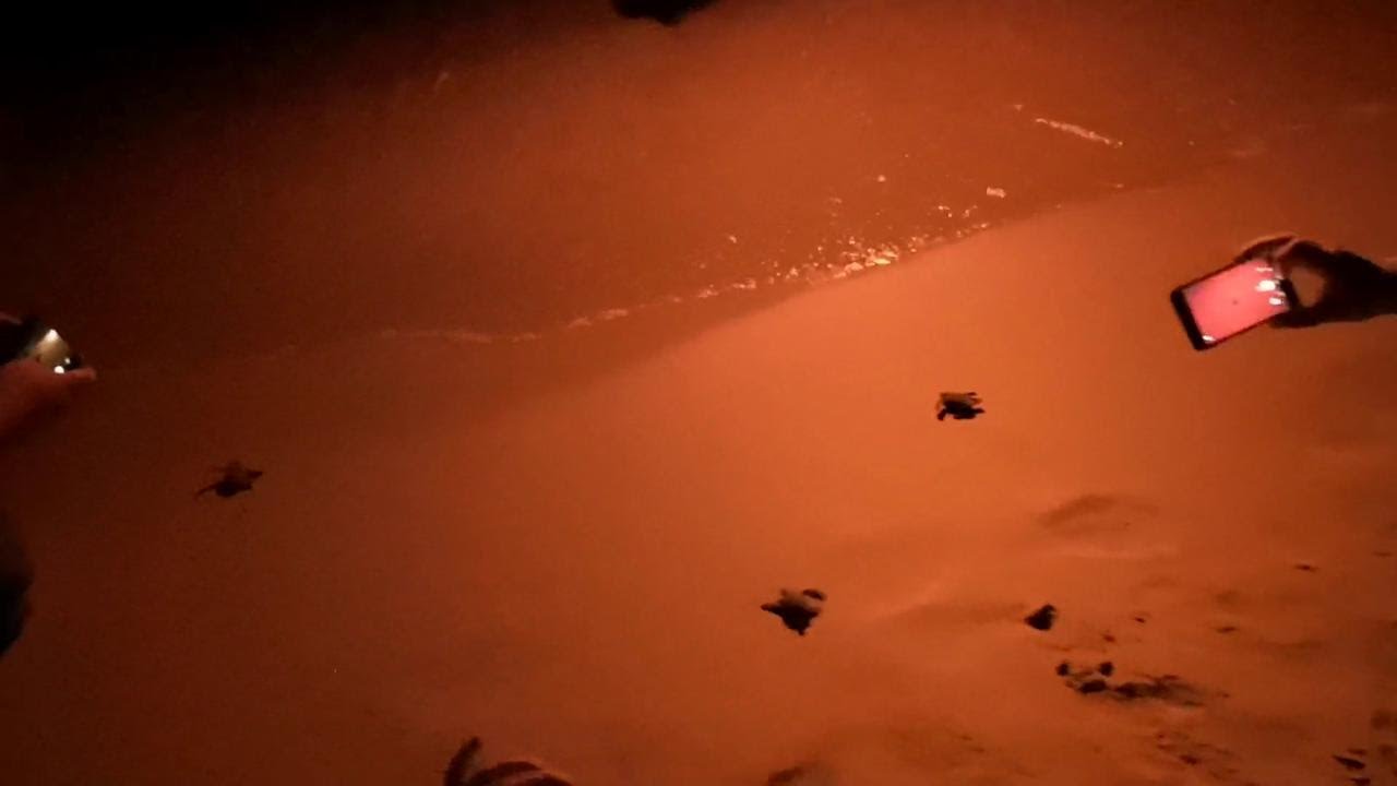 Salento, 46 tartarughe appena nate raggiungono il mare: 