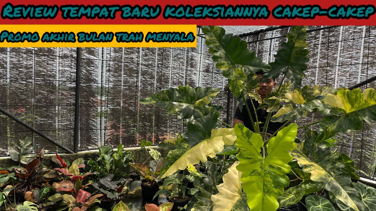 JANGAN DI SKIP TEMPAT BARU KOLEKSIANYA CAKEP-CAKEP⁉️ PROMO AKHIR BULAN TRAH MENYALA
