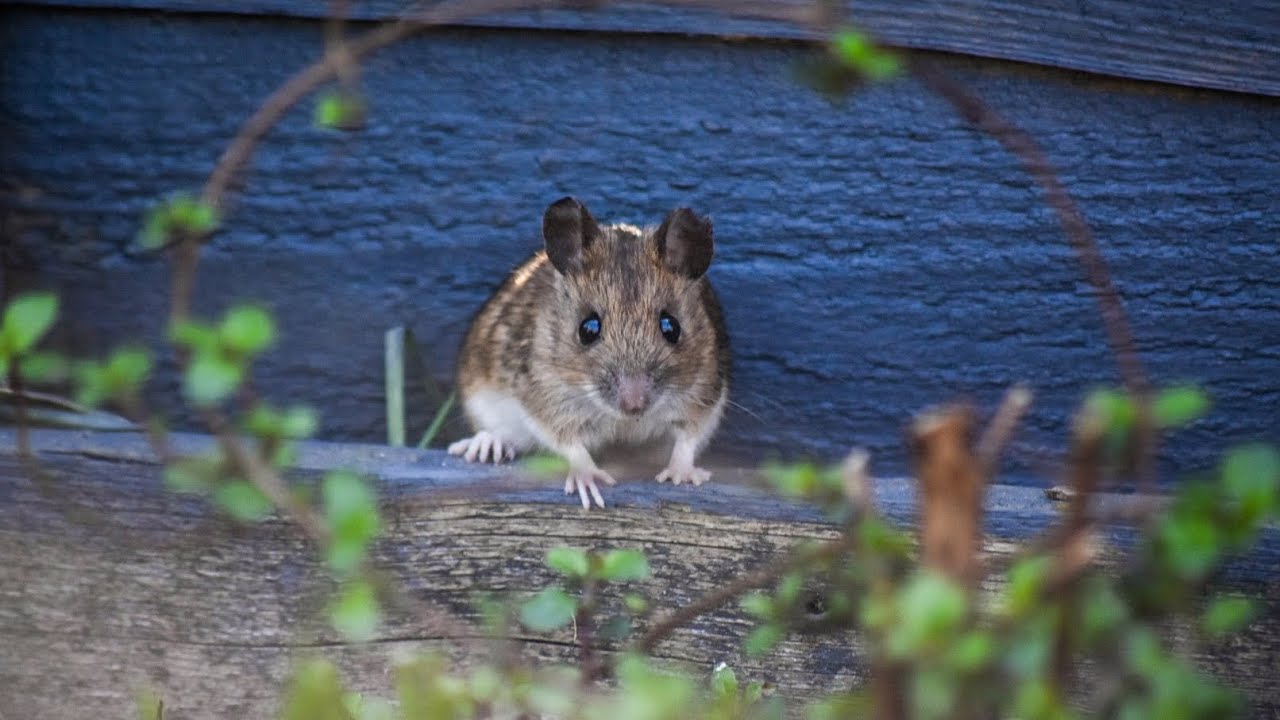 Little mouse