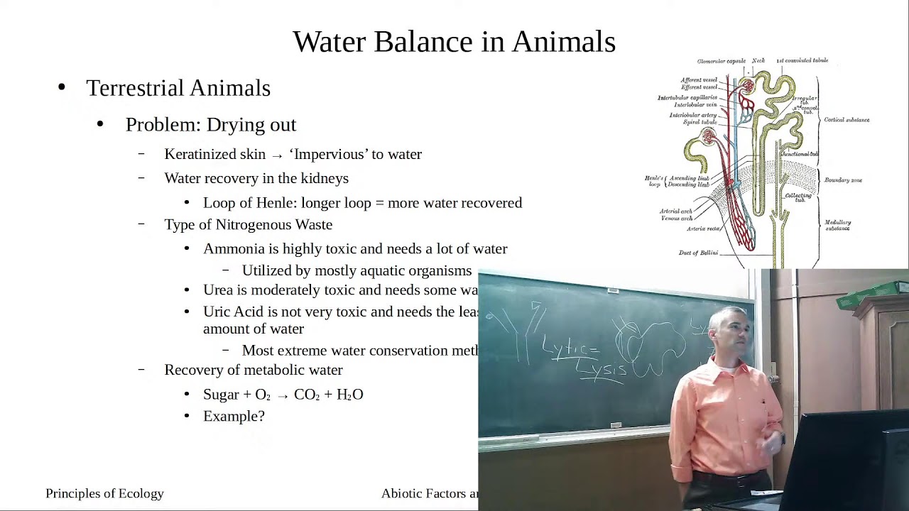 Water Balance in Animals