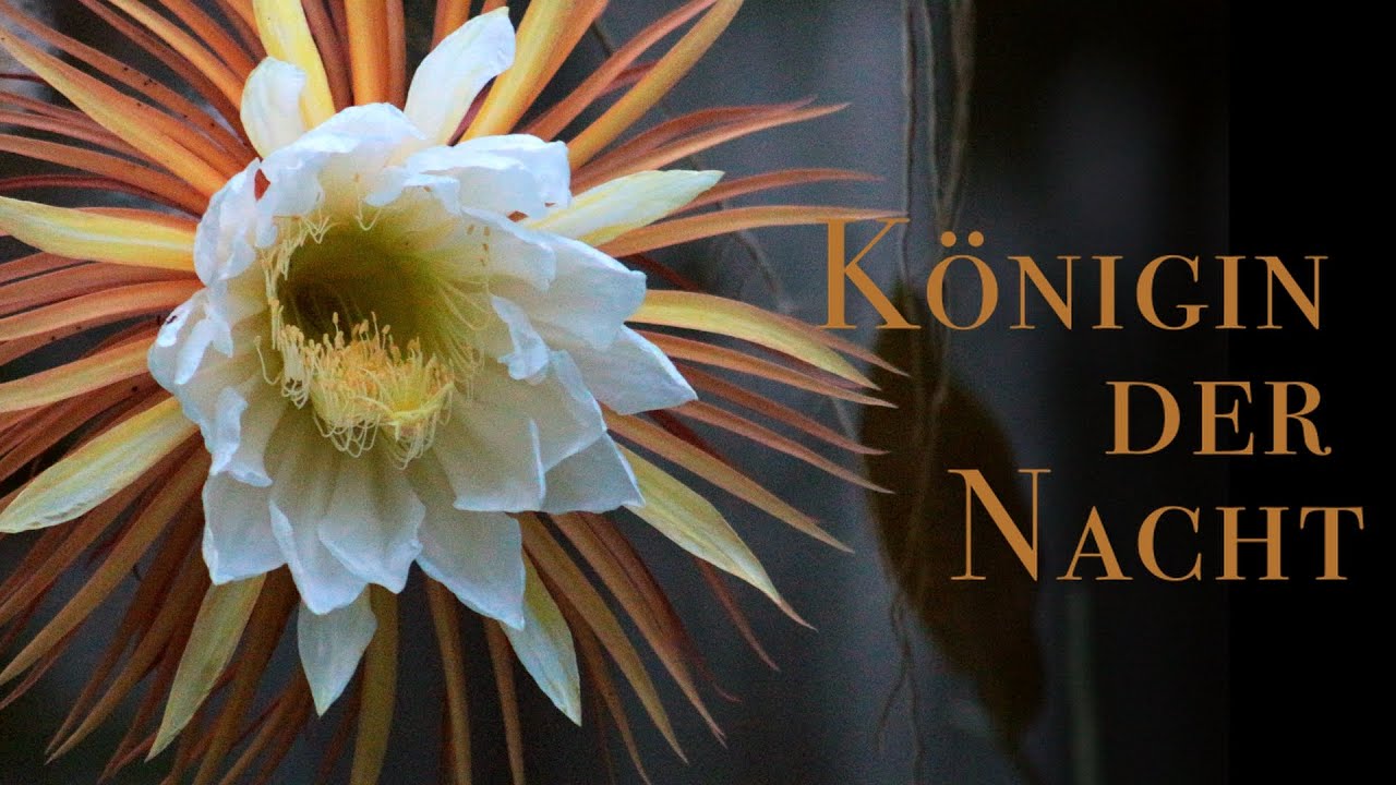Nur für wenige Stunden: Königin der Nacht blüht im botanischen Garten Leipzig