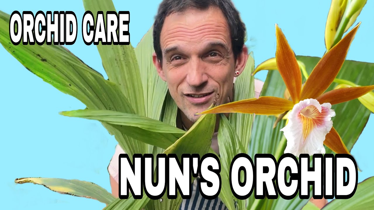 Growing Phaues Tankervilleae / Nun's Cap Orchid , complete culture sheet