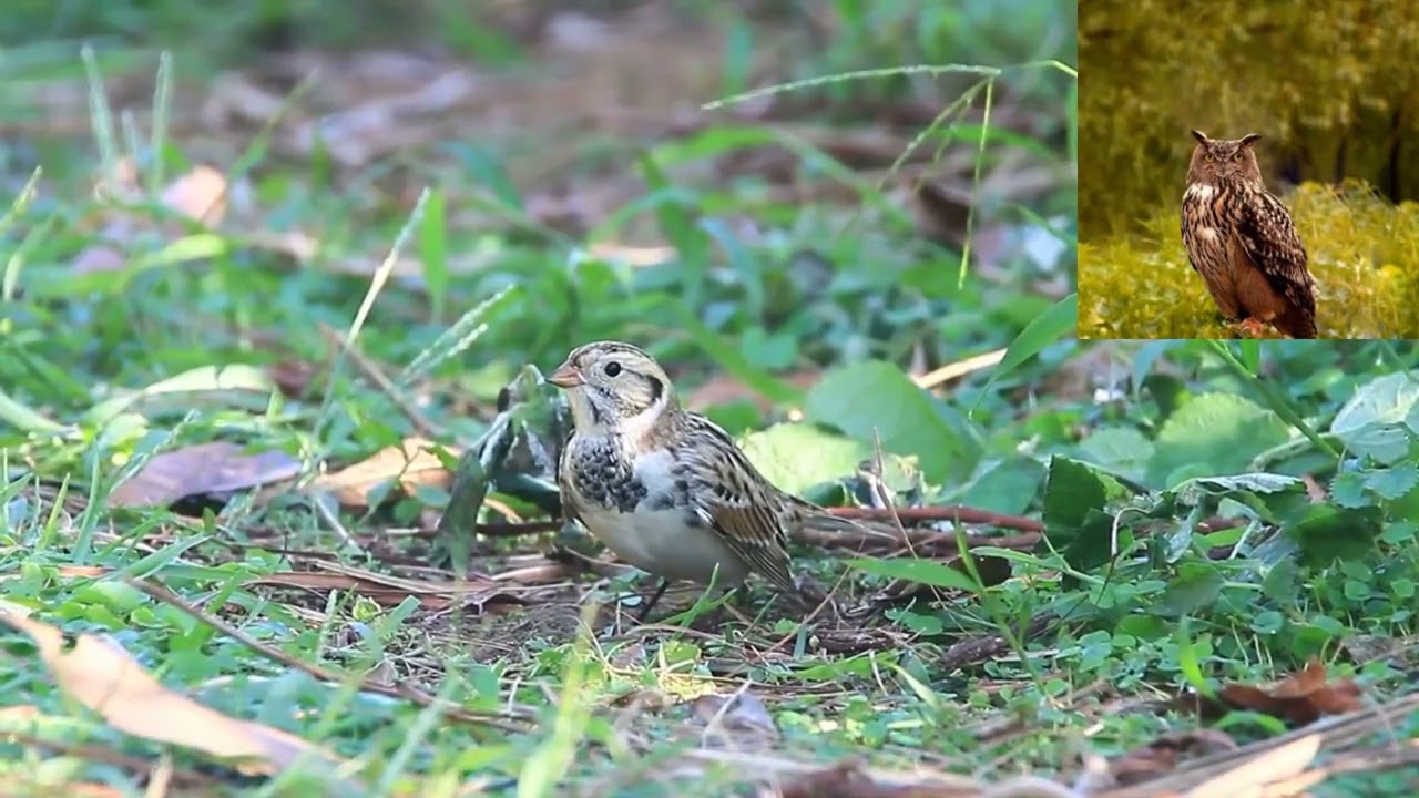 Лапландский подорожник   Calcarius lapponicus