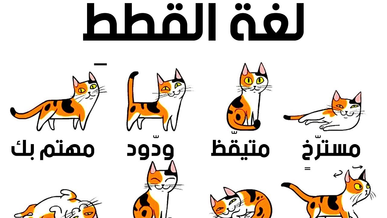 كيف تفهم قطتك بشكل أفضل؟