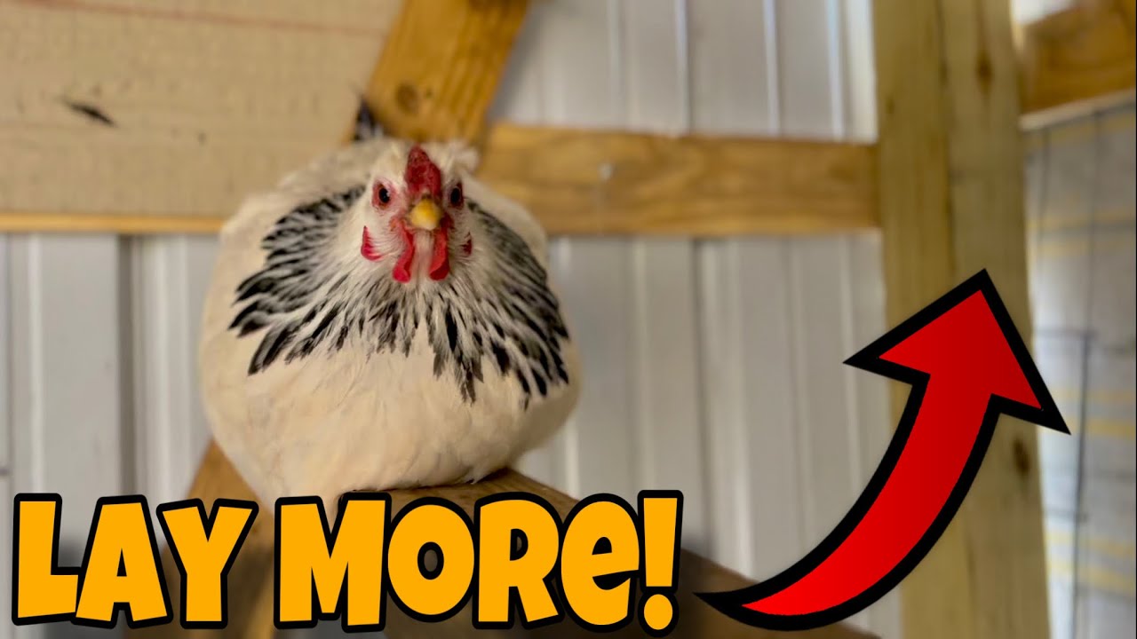 Chickens Not Laying Eggs!? What to do 2024