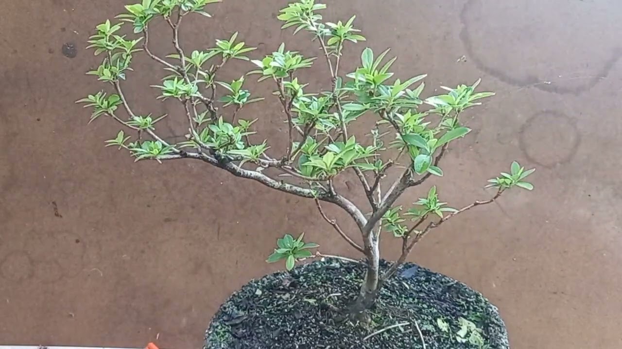 Atualização do pré bonsai de AZALEIA após a última intervenção.
