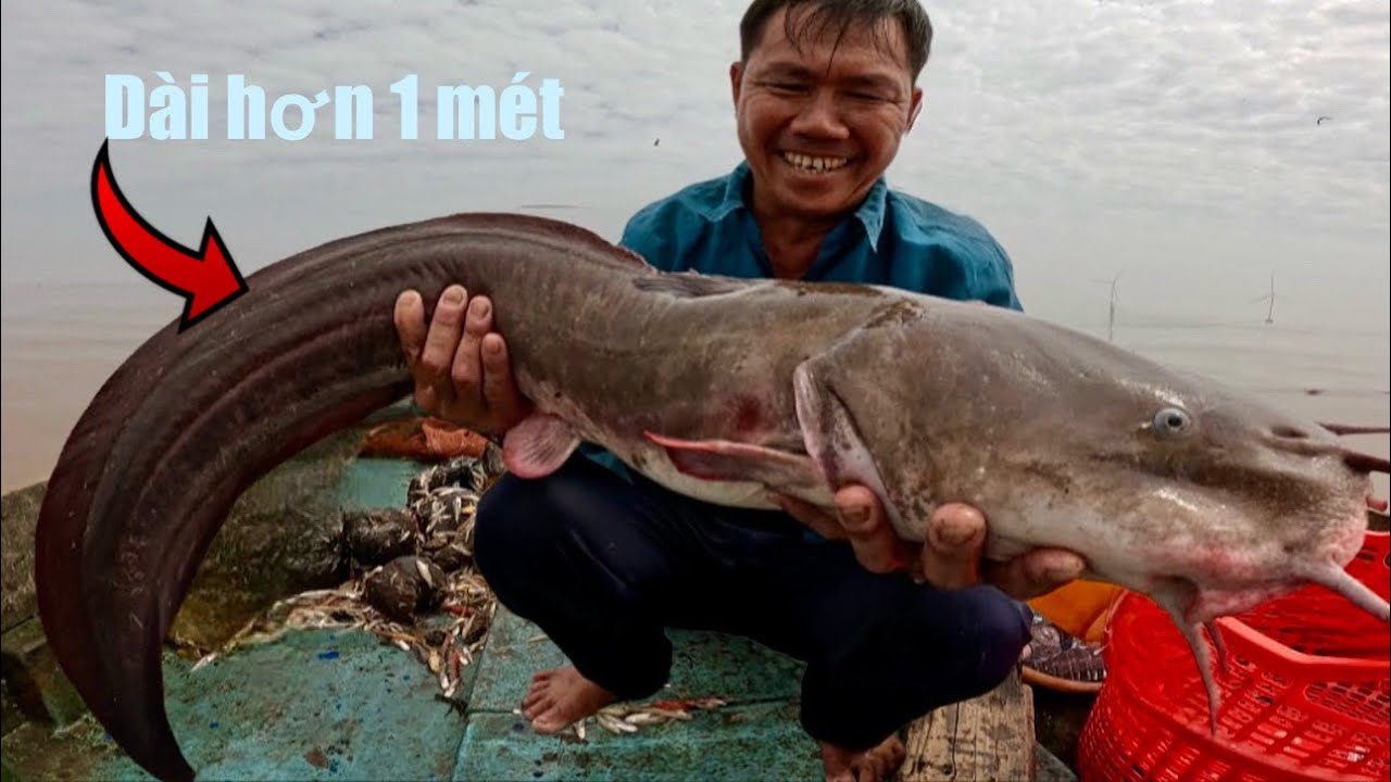 Lần Đầu Tiên Trong Đời Được Thấy Con Cá Ngát Khủng Như Vậy|| TCNTV #615