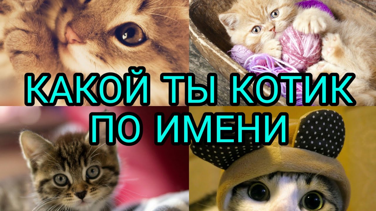 Какой ты котик по имени/Ksusha Nice