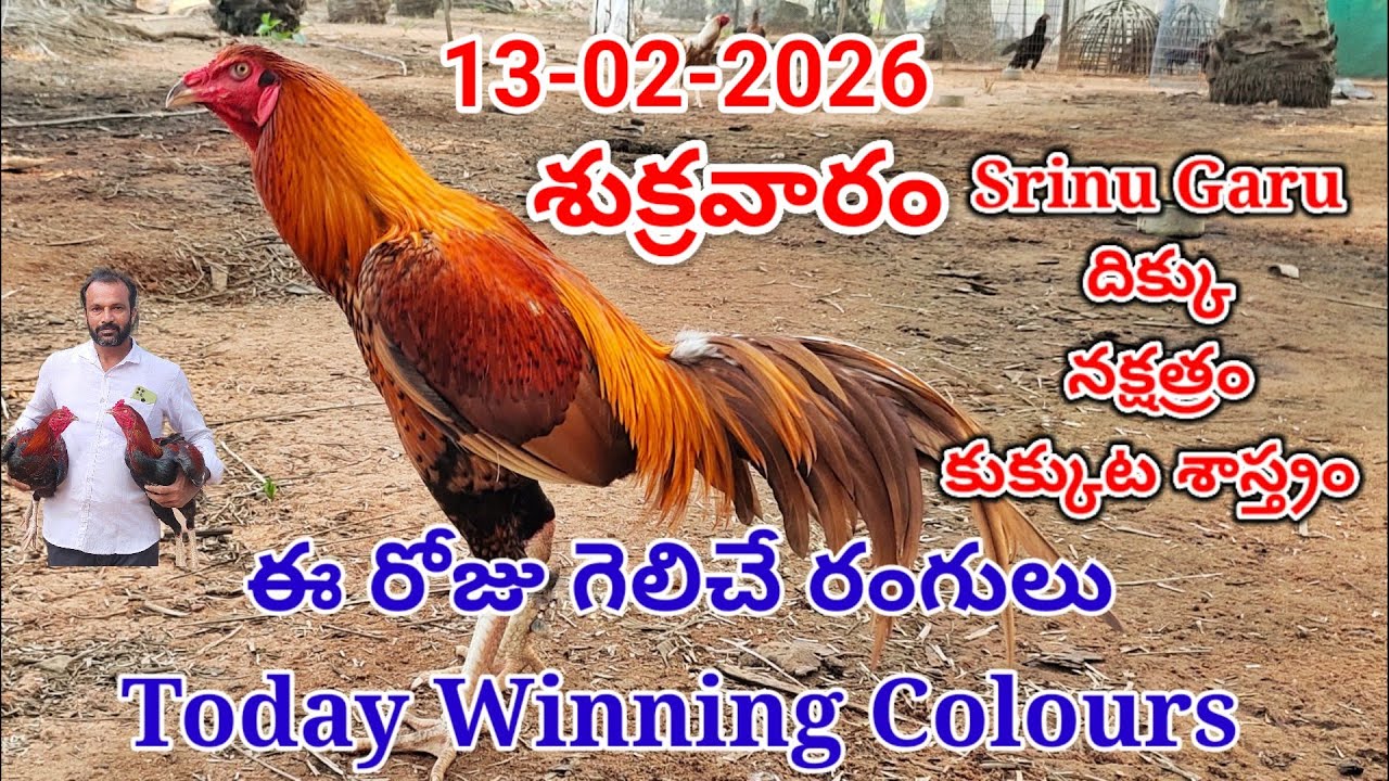 13 February 2026 Today Winning Colours//kukkuta sastram//colour update #telugu