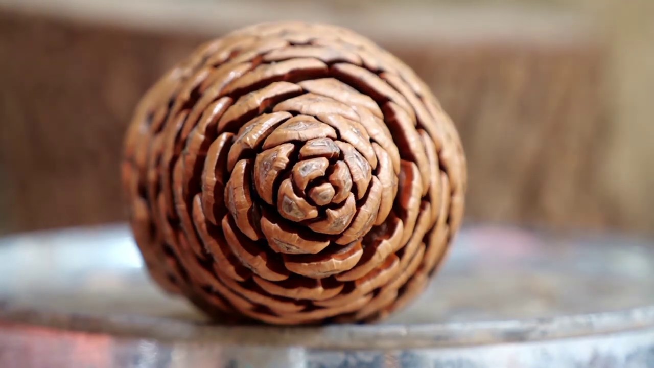 Pine cone opening