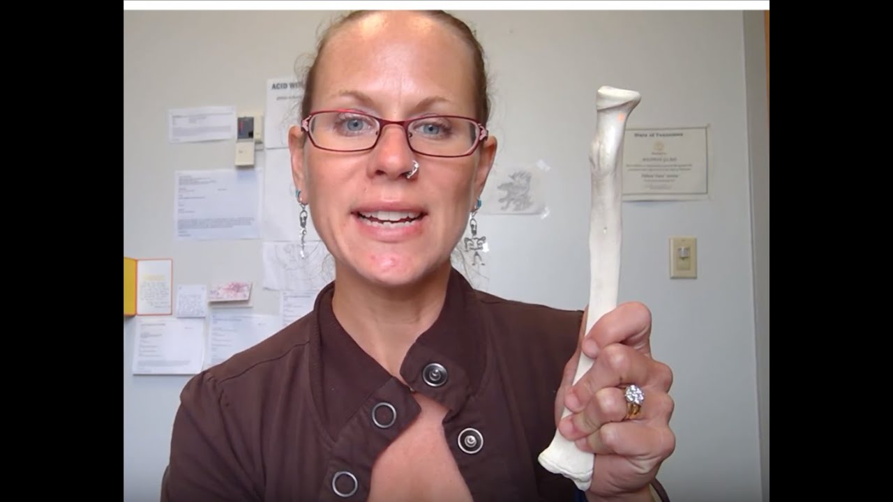 Human Anatomy 1 Lab:  Left Radius