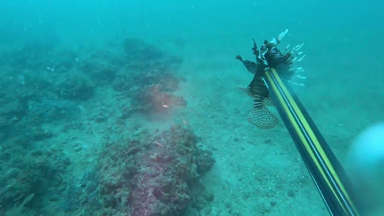 Spearing lionfish. How to make a lion-fish Shish Kabob-Scuba Diving Gulf of America