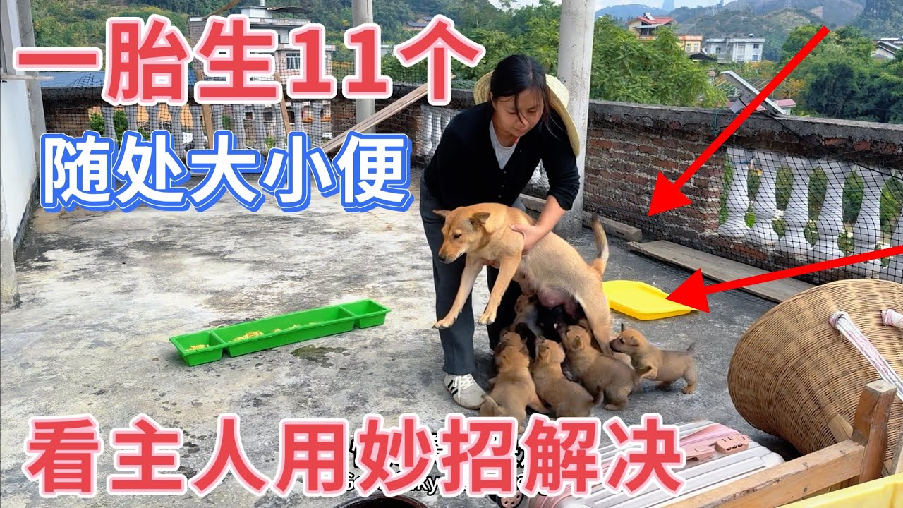 田园犬一胎生11个，出生一个月随地大小便，主人用一招解决，这个办法太实用了