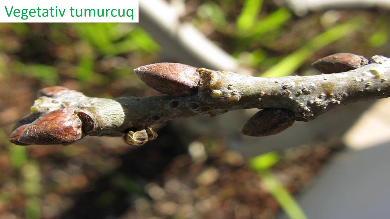 Biologiya 6-cı sinif 17. Zoğ və tumurcuğun quruluşu. Tumurcuğun inkişafı.