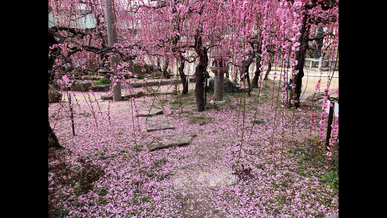 Plum Blossom Spot 梅の名所・防府天満宮
