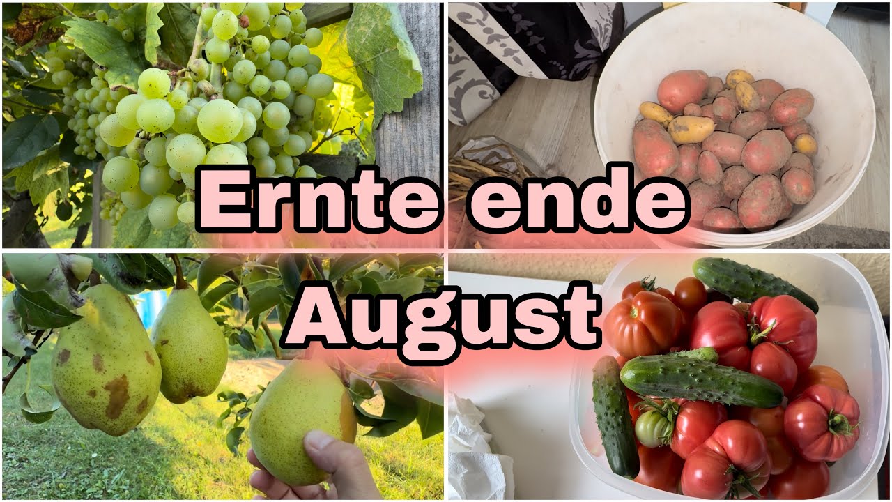Garten Update || Ernte ende August 🪴🪏👩‍🌾