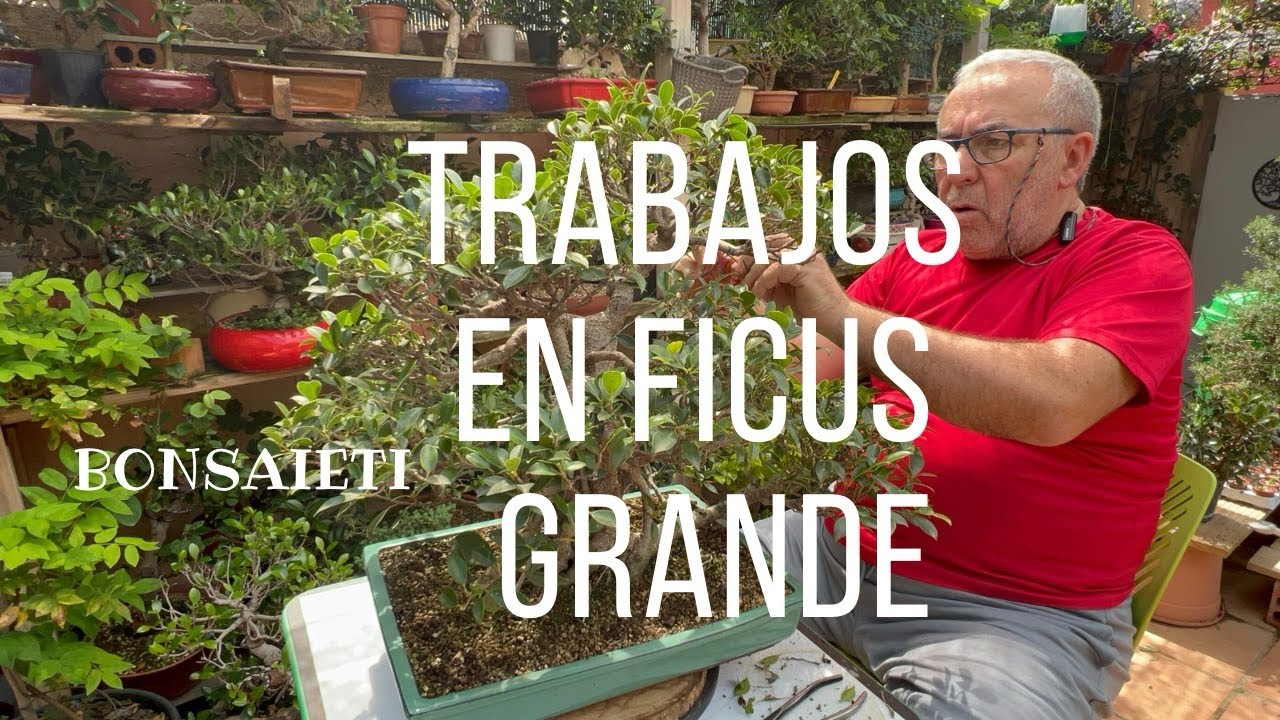 pinzado ficus grande