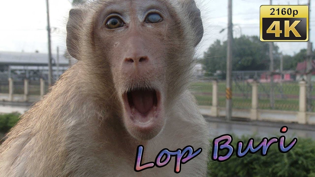Monkeys in Lop Buri - Thailand 4K Travel Channel