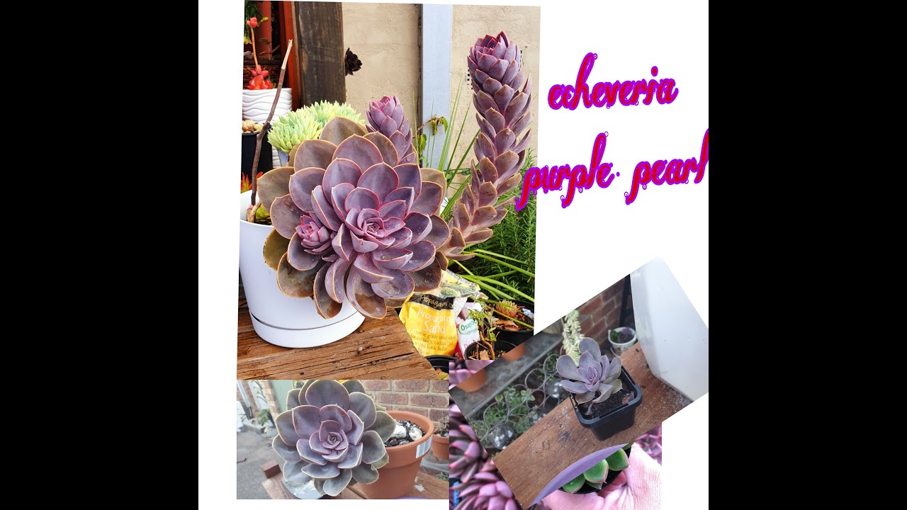 Echeveria Purple Pear| care and propagate|Transfer to a pot