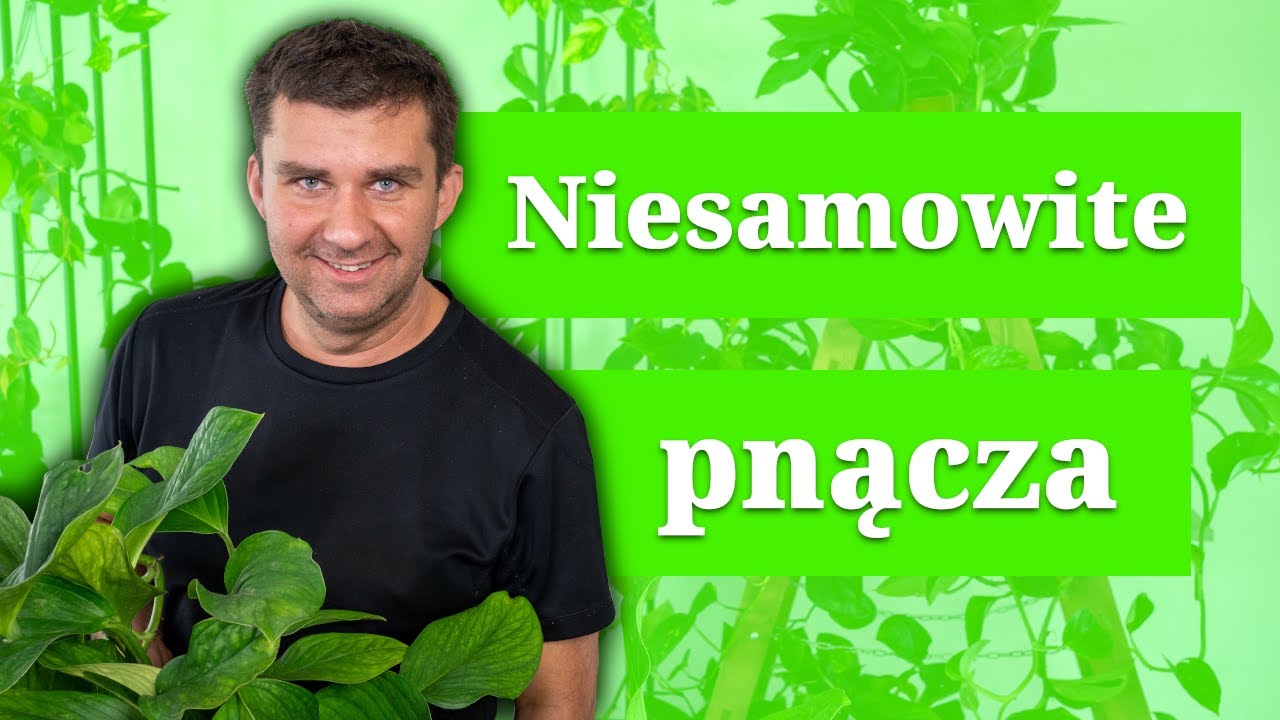 Moje propozycje - Zielone pnącza. Łatwie w uprawie i dla każdego! Proste w uprawie