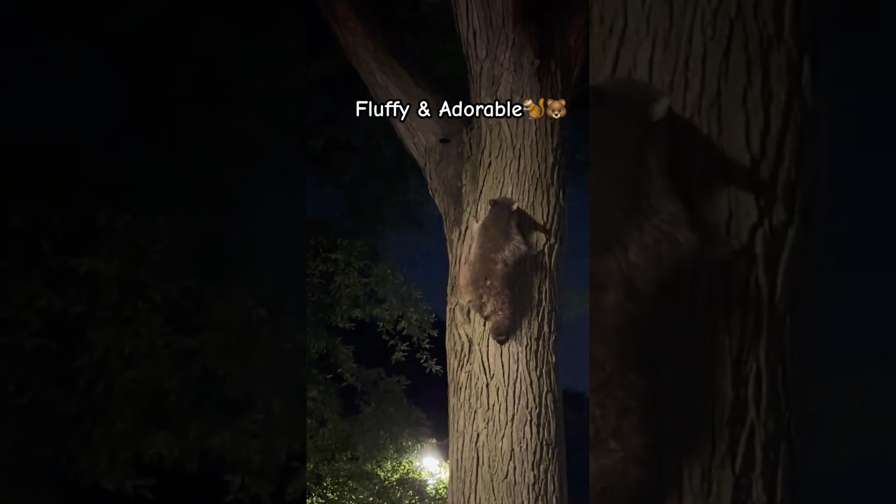 Nature’s Tiny Treasures🐻🐿️🦝