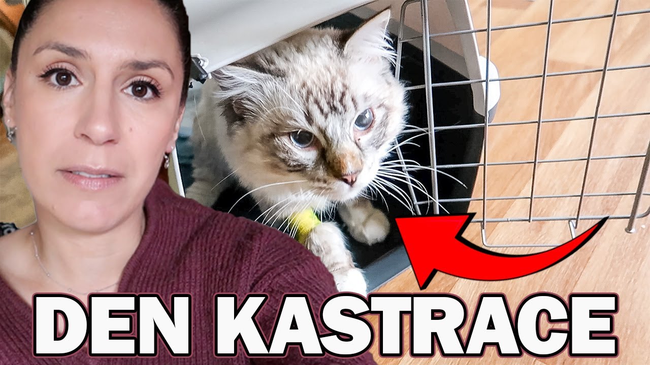 DEN A NOC PO KASTRACI KOCOURA V DEVÍTI MĚSÍCÍCH, KASTRACE PLEMENE RAGDOLL, VLOG