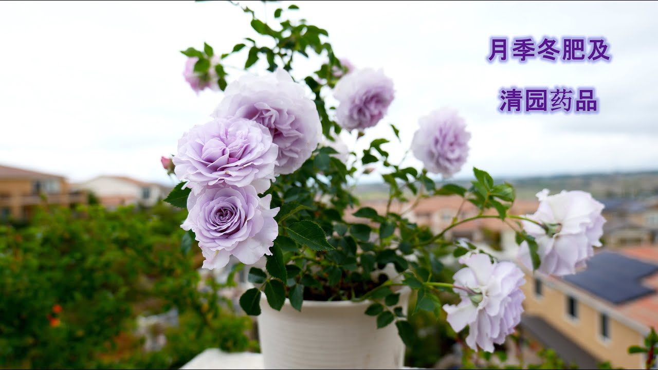 美国月季冬剪时使用哪些冬肥以及清园用的药品