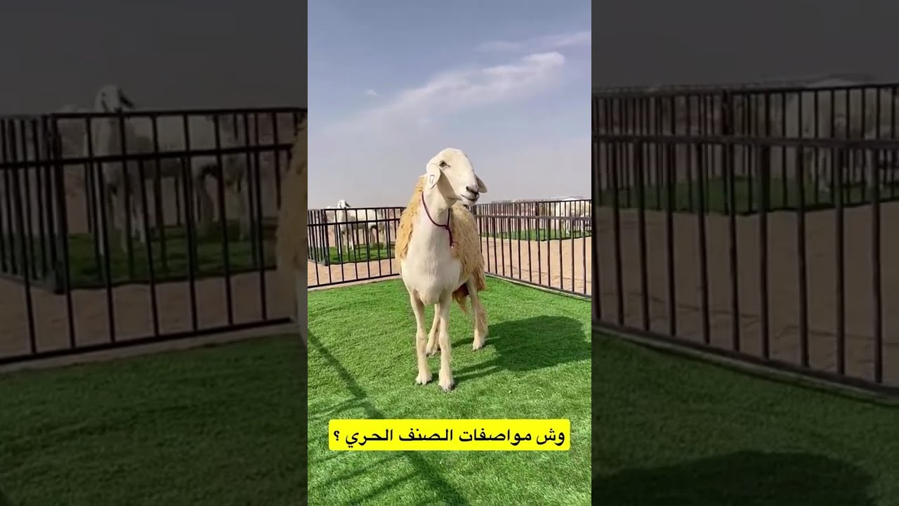 الفحل مربك يسام ب مليون ريال ولا بعته |غازي الذيابي 