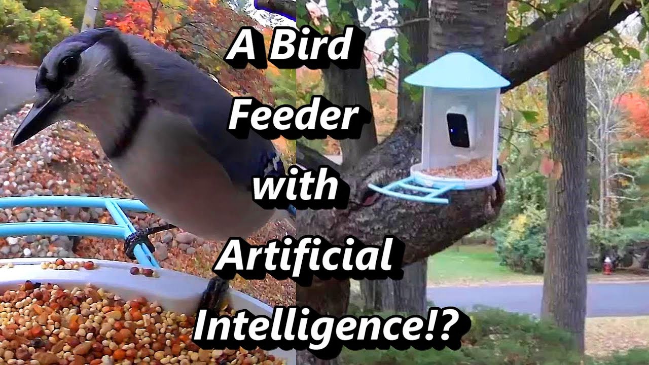 The Netvue Birdfy Bird Feeder Camera: Can It Really Identify Birds?