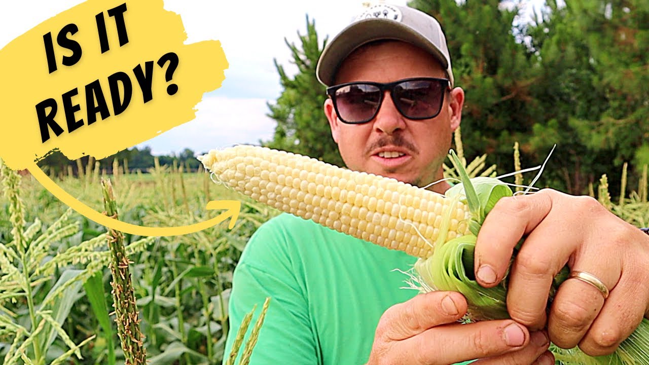 Когда следует собирать сладкую кукурузу? | *Полный обзор сада на заднем дворе*