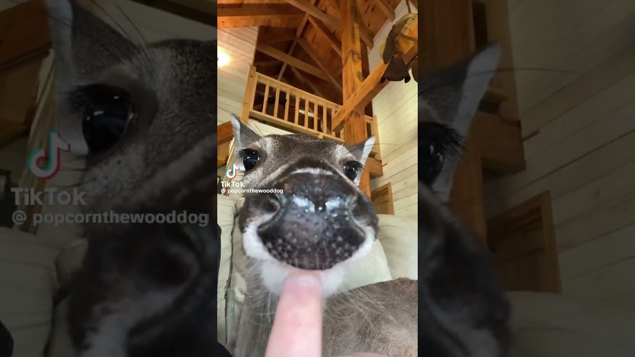 Where are you pwincess? 😌 #funny #funnyanimals #funnyshorts #tiktok #fypyoutube #reeltoksusa