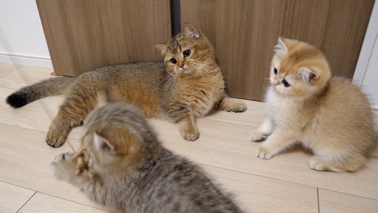 Cat Charo is admirable for holding back her desire to play.